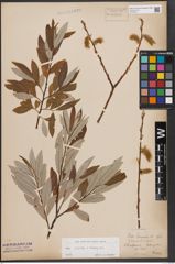 Foto von Salix caprea L. x Salix eleagnos Scop.